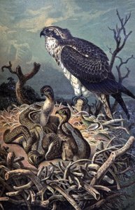 Osprey, ca 1910 (illustration) av Wilhelm Kuhnert