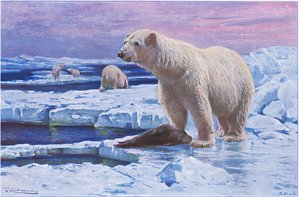 Isbjörn, från Wildlife of the World publicerad av Frederick Warne & Co, ca 1900 av Wilhelm Kuhnert