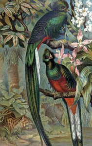 Quetzal strålande, ca 1910 (illustration) av Wilhelm Kuhnert