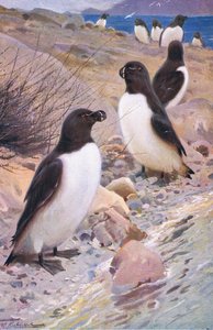 Razorbill, från Wildlife of the World publicerad av Frederick Warne & Co, c.1900