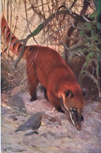 Red Coati, från Wildlife of the World publicerad av Frederick Warne & Co, c.1900 av Wilhelm Kuhnert