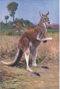 Röd känguru, illustration från Wildlife of the World, c.1910 av Wilhelm Kuhnert