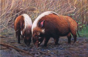 River Hog, illustration från Wildlife of the World, c.1910 av Wilhelm Kuhnert