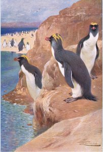 Rock Penguin, illustration från Wildlife of the World, c.1910 av Wilhelm Kuhnert