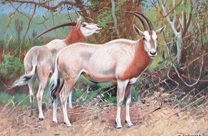 Sobelantilop, illustration från Wildlife of the World, c.1910 av Wilhelm Kuhnert