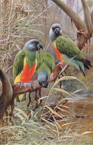 Senegal papegoja, illustration från Wildlife of the World, c.1910 av Wilhelm Kuhnert
