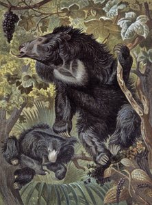 Sengångsbjörn av Wilhelm Kuhnert