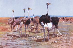 Somalisk struts, illustration från Wildlife of the World, c.1910