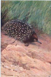 Spiny Myr-Eater, illustration från Wildlife of the World, c.1910 av Wilhelm Kuhnert
