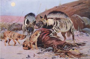 Randig hyena och schakal, från Wildlife of the World publicerad av Frederick Warne & Co, ca 1900