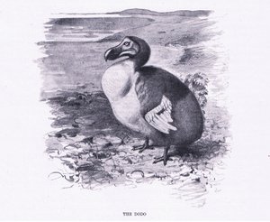 The Dodo, illustration från Wildlife of the World, c.1910 av Wilhelm Kuhnert