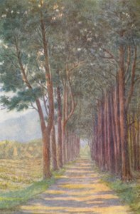 Fir Avenue, "Alphen" (färglitografi)