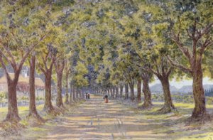 Oak Avenue, Newlands (färglitografi) av Wilhelm Westhofen