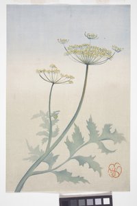 アン女王のレース、1908年頃（色木版画）スウェーデン語 av Wilhelmina Seegmiller
