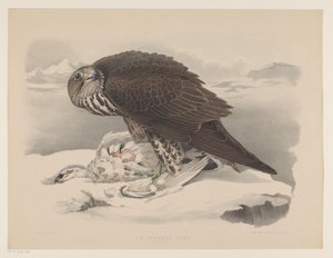 Gyrfalk med ripa Le gerfaut sors (titel på objekt) av Willem Bastiaan van Wouw