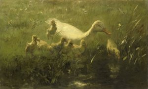 Vit anka med kycklingar