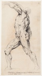 Anatomisk studie (cutaway)