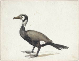Skarv av Willem Roelofs (I)