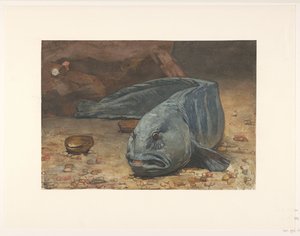 Vargfisk på botten av ett akvarium av Willem Arnoldus Witsen