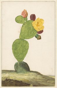 Prickly Pear i blom av Willem de Heer
