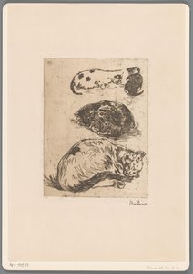 Studie av katter (originaltitel)