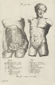 Anatomisk studie av två skrov av Willem ten Rhijne