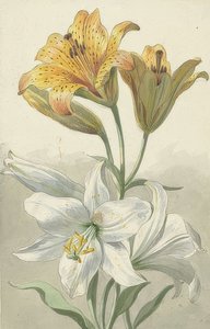 Gula och vita liljor. Omkring 1780