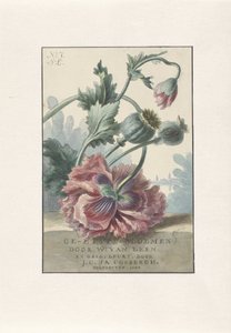 vallmo Titeltryck för: W. van Leen och J.C. & JA. Coebergh, Etsade blommor, 1804
