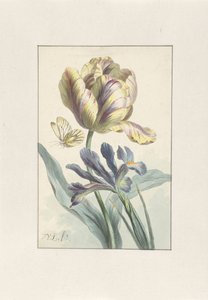 Tulpan och Iris