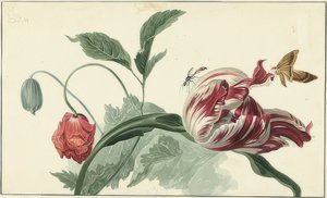 Tulpan och vallmo
