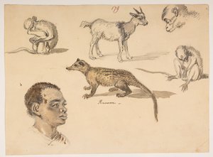 f.65 179 Människohuvud, tvättbjörn, get och apor, från ett album med 372 teckningar av landskap, kustlinjer, kostymer och vardagsliv gjorda under Lord Macartneys ambassad till kejsaren av Kina, mellan 1792 och 1794 (penna och akvarell på papper) av William Alexander