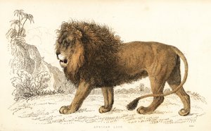 Afrikanskt lejon, Panthera leo. Sårbar. ,1834 (gravyr)