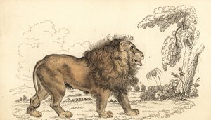 Asiatiskt lejon, hotat, Panthera leo leo. ,1834 (gravyr)