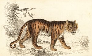 Bengalisk tiger, Panthera tigris tigris., 1834 (gravyr)