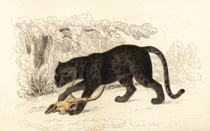 Svart jaguar, Fanthera pardus., 1834 (gravyr)