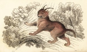 Caracal, Caracal Caracal., 1834 (gravyr)