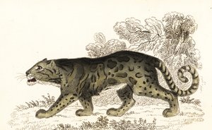 Molnig leopard, Neofelis nebulosa., 1834 (gravyr)