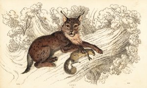 Eurasiskt lodjur, Lynx lodjur., 1834 (gravyr)