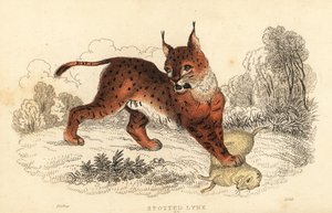 Eurasiskt lodjur, Lynx lodjur., 1834 (gravyr) av William Alexander Forbes
