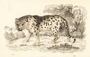 Jaguar, Panthera onca., 1834 (gravyr)