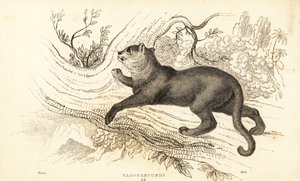 Jaguarandi, the puma respects., 1834 (Ngaraving) av William Alexander Forbes