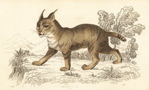 Djungelkatt, Felis chaus. ,1834 (gravyr)