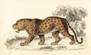 Leopard, Panthera pardus, sårbar., 1834 (gravyr) av William Alexander Forbes