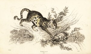 Margay, Leopardus wiedii., 1834 (gravyr) av William Alexander Forbes