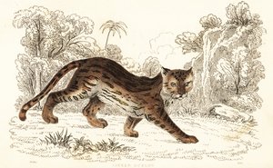 Margay, Leopardus wiedii catenata. , 1834 (gravyr) av William Alexander Forbes
