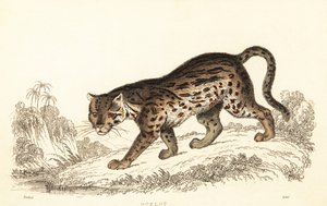 Ocelot, Leopardus pardalis., 1834 (gravyr)
