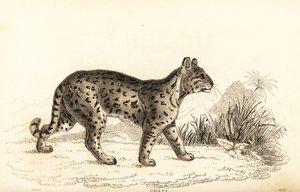 Ocelot, den milda leoparden. , 1834 (gravyr)