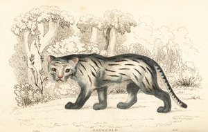 Pampas katt eller pantanal, Leopardus colocola. ,1834 (gravyr)