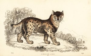 Sibiriskt lodjur, Lynx lynx wrangeli (Felis lynx), 1834 (gravyr)