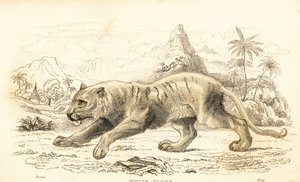 Vit tiger, Panthera tigris tigris. Utrotningshotad. ,1834 (gravyr) av William Alexander Forbes